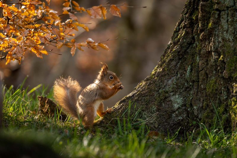 red squirrel in evening light feeding