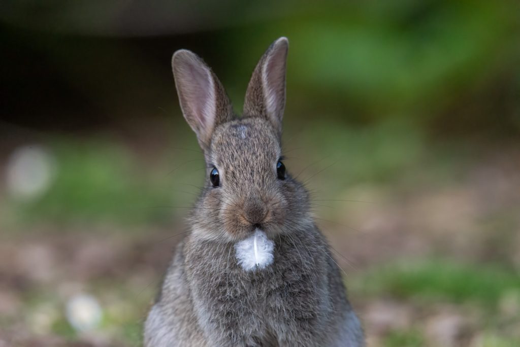 Karen Miller: From Amateur to Professional - Nature TTL