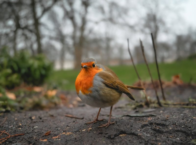 robin photograph