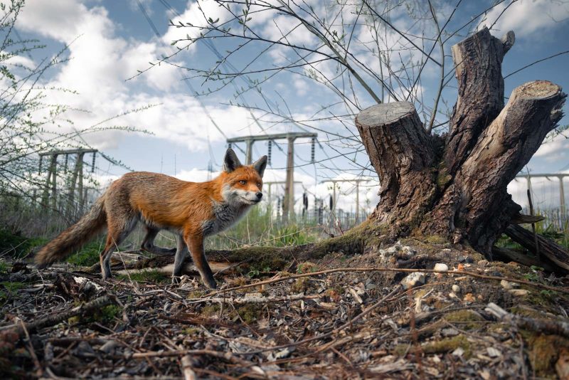 BWPA winning urban fox photo