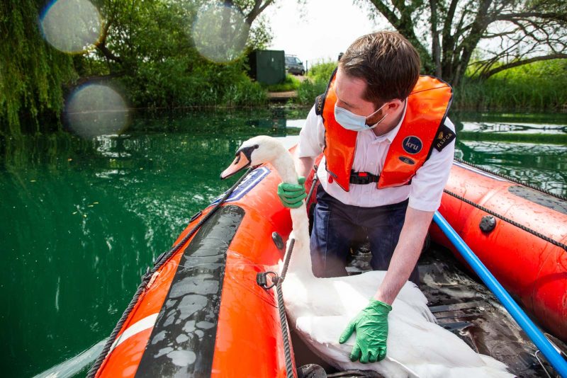 swan rescue RSPCA