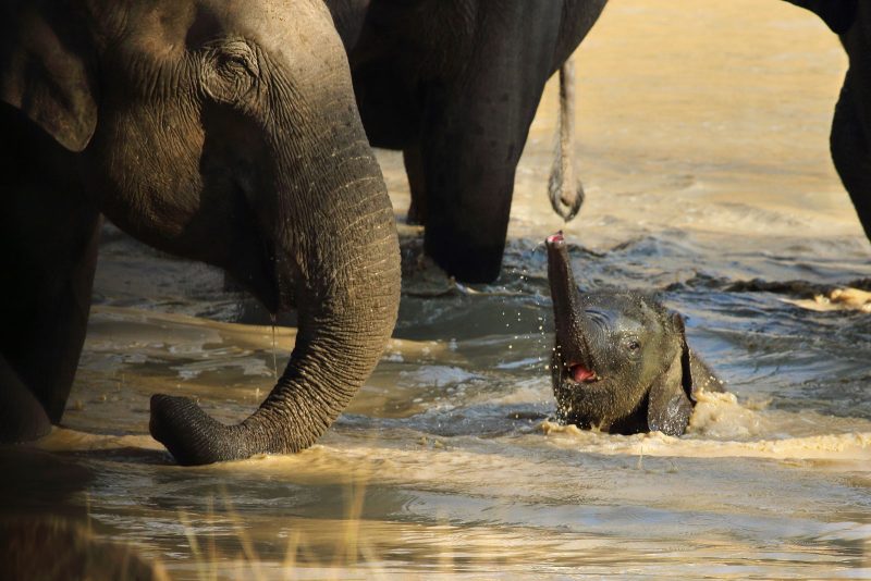 baby elephant in water photography asian elephant