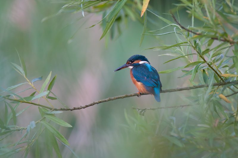 how to photograph kingfisher