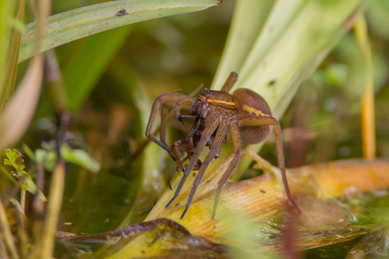 spider photography tip