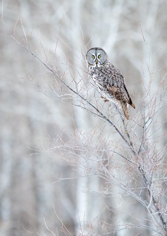 how to photograph great gray owls