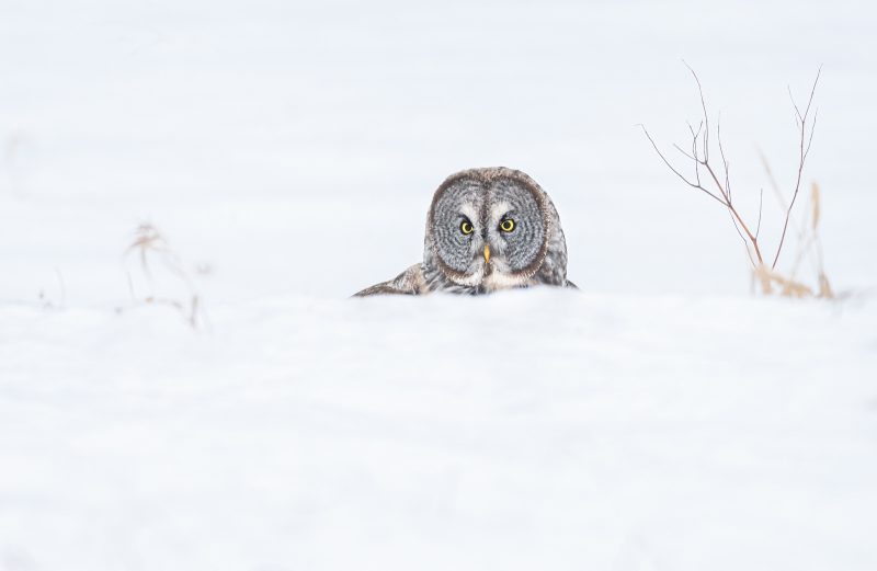 great gray owl hunting in snow