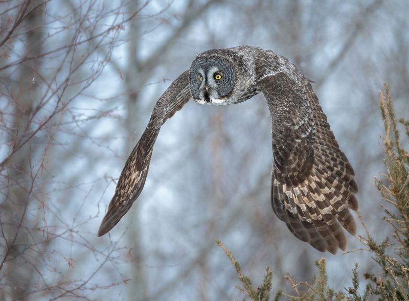 great gray owl flying