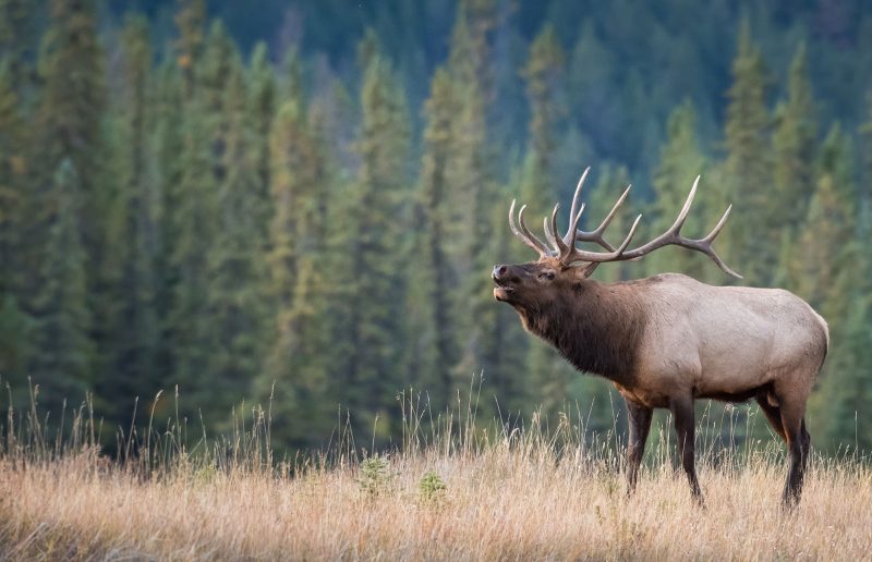 banff wildlife 