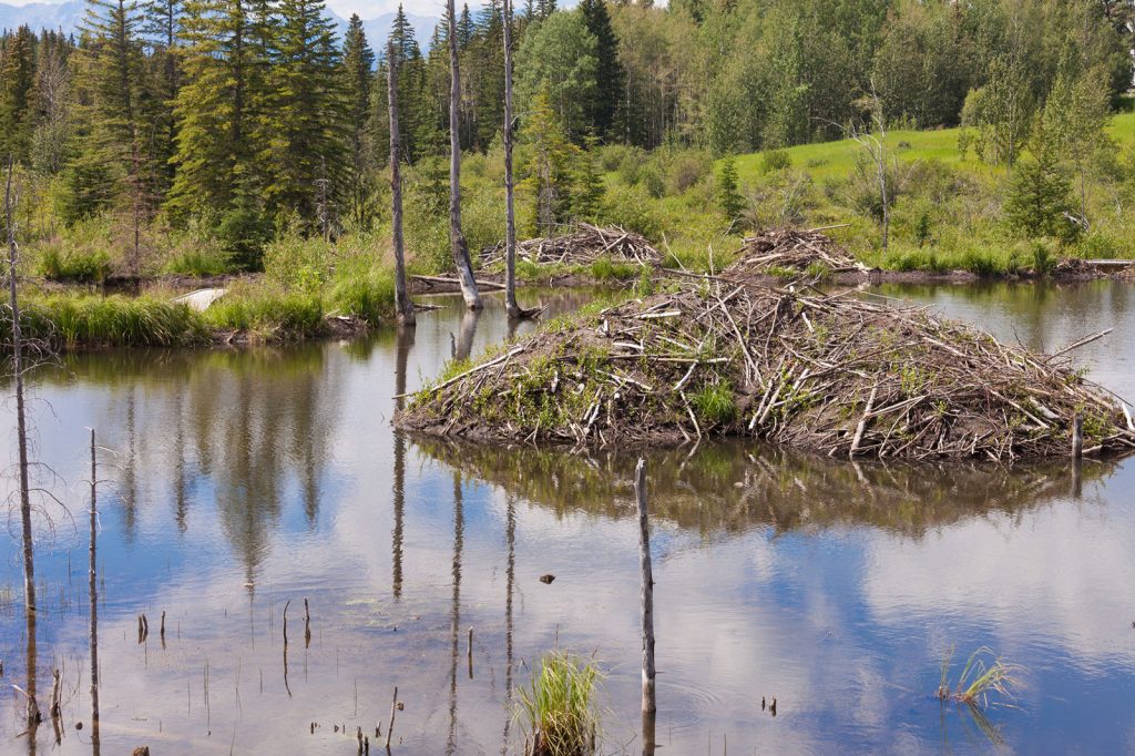 beaver lodge