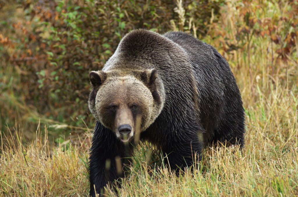 Banff wildlife, grizzly bear