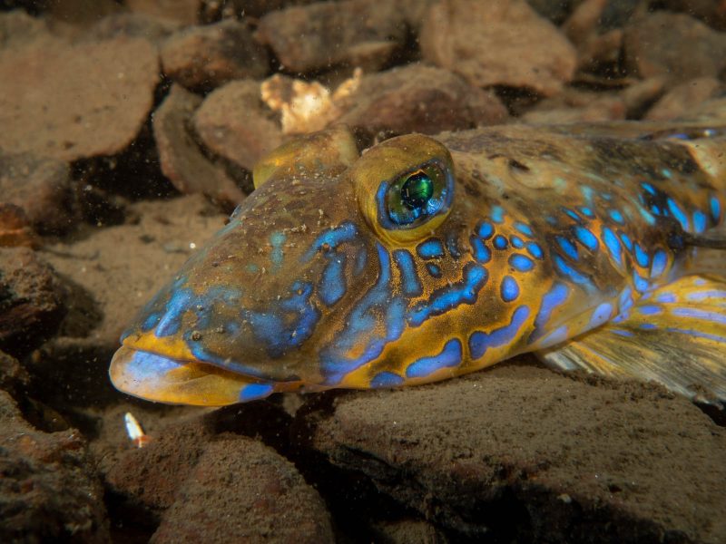 underwater photography scotland lochs