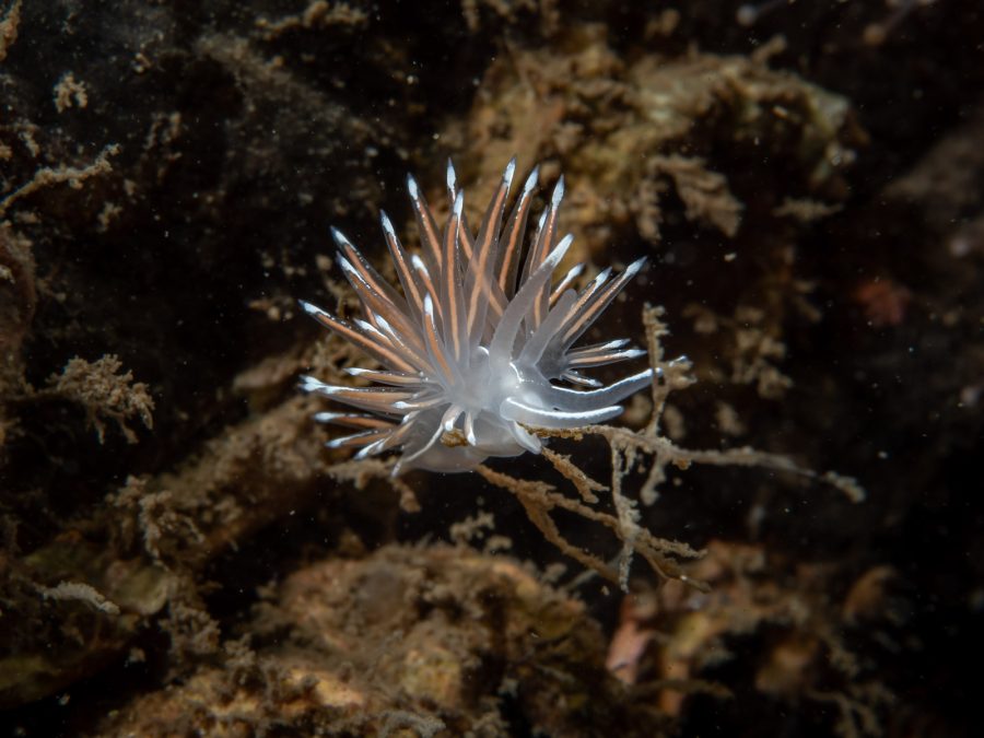 underwater anemone