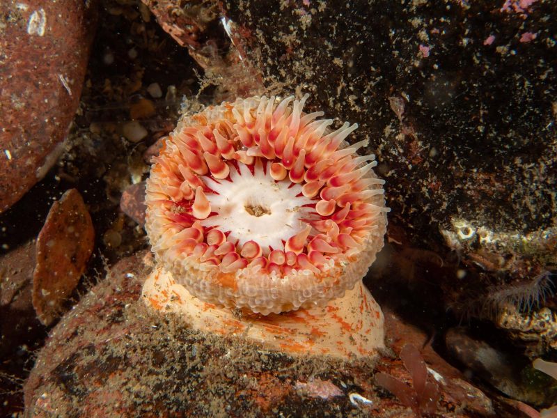 Sea life scotland