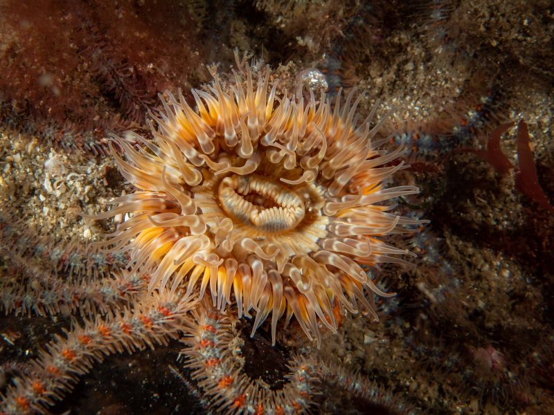 underwater wildlife scotland