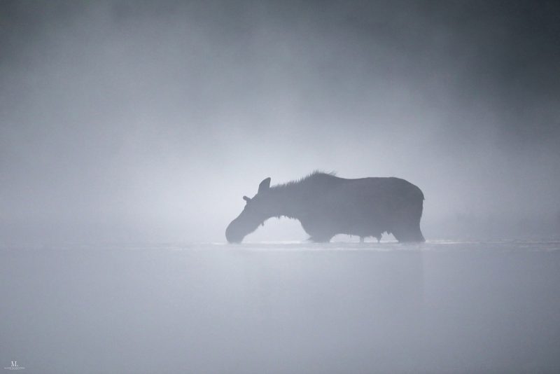 Moose photography Canada