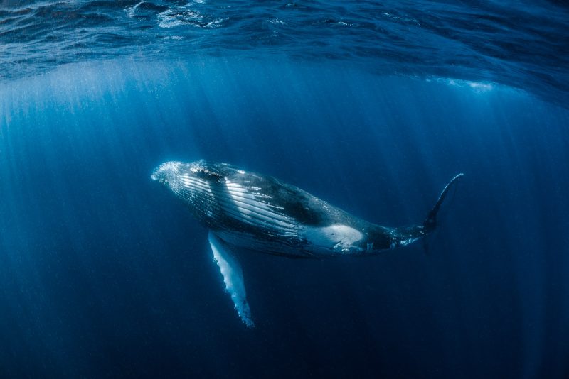 swim with humpback whales Australia