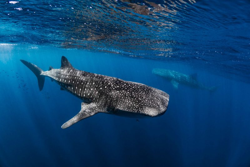 whale shark Ningaloo reef