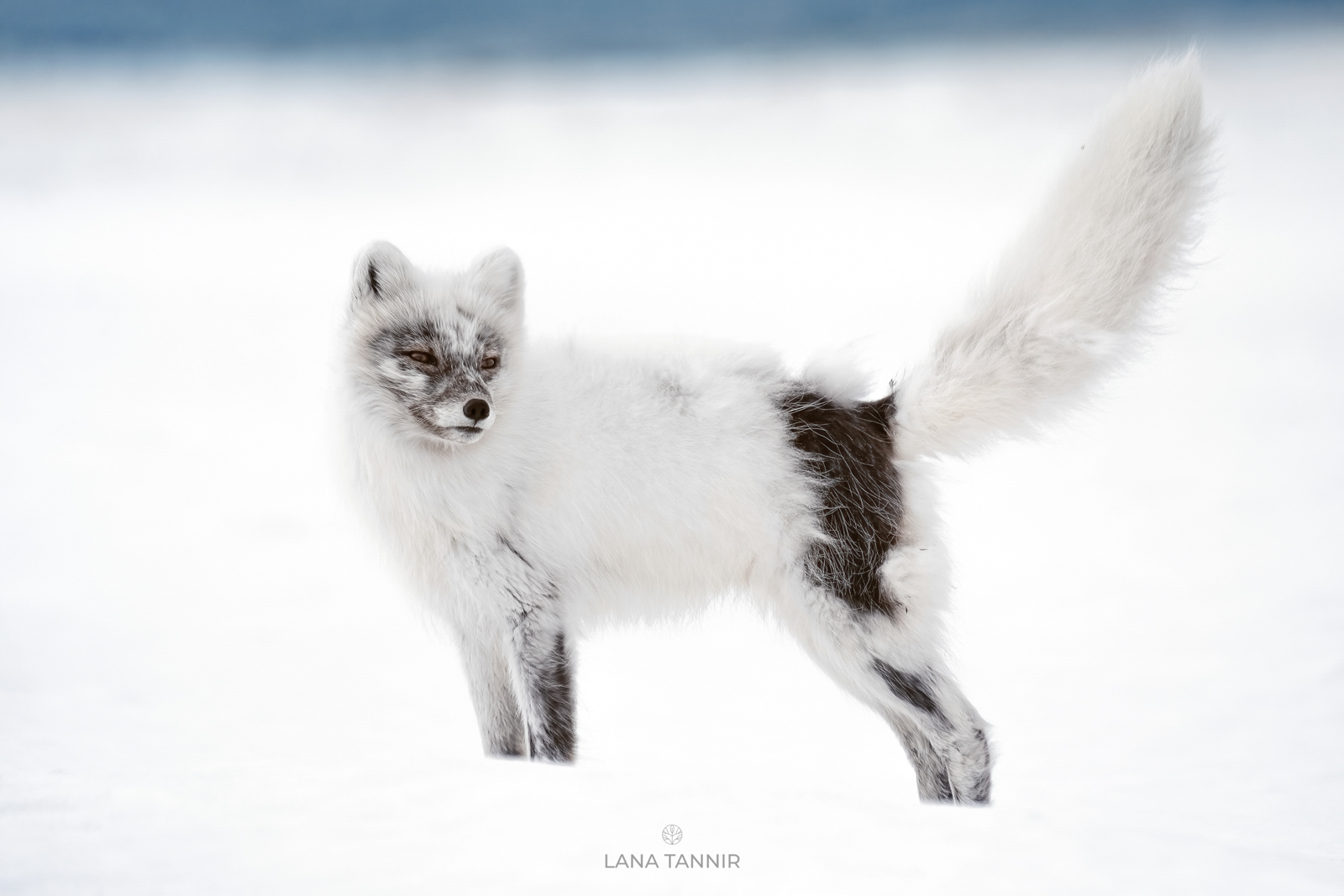 The B-Listers of Svalbard: Photographing the Underdog - Nature TTL