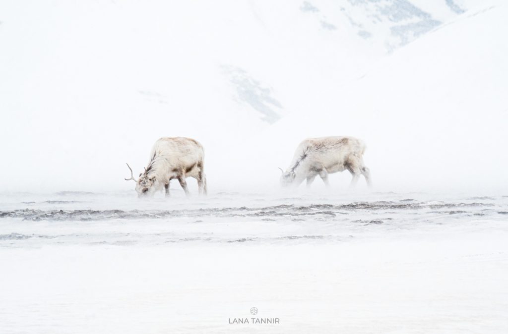 The B-Listers of Svalbard: Photographing the Underdog - Nature TTL