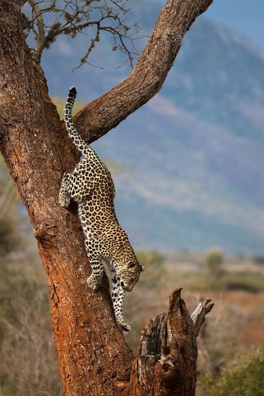 leopard with prey in tree