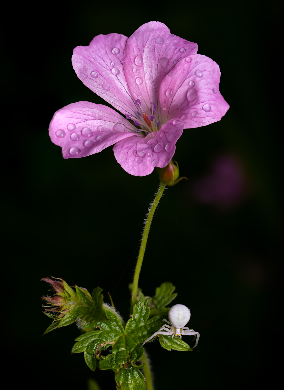 9 Tips For Macro Flower Photography Nature TTL 9 Tips For Macro Flower Photography Nature TTL