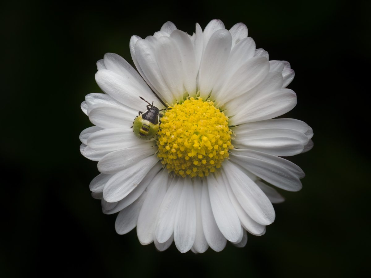 9 Tips For Macro Flower Photography Nature TTL 9 Tips For Macro Flower Photography Nature TTL