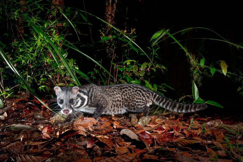 night wildlife photography rainforest photography