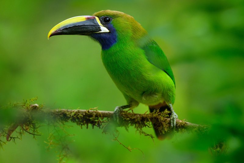 emerald toucan photograph