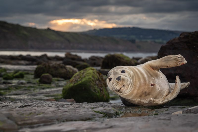 seal photograph uk