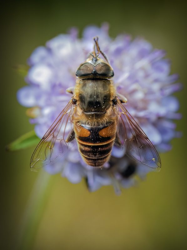 bee on flower macro photography