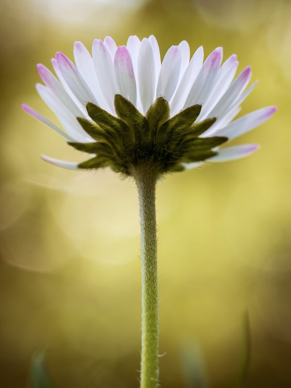 daisy flower macro photography