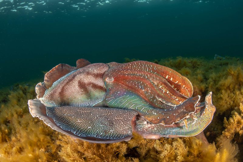 cuttlefish underwater photography