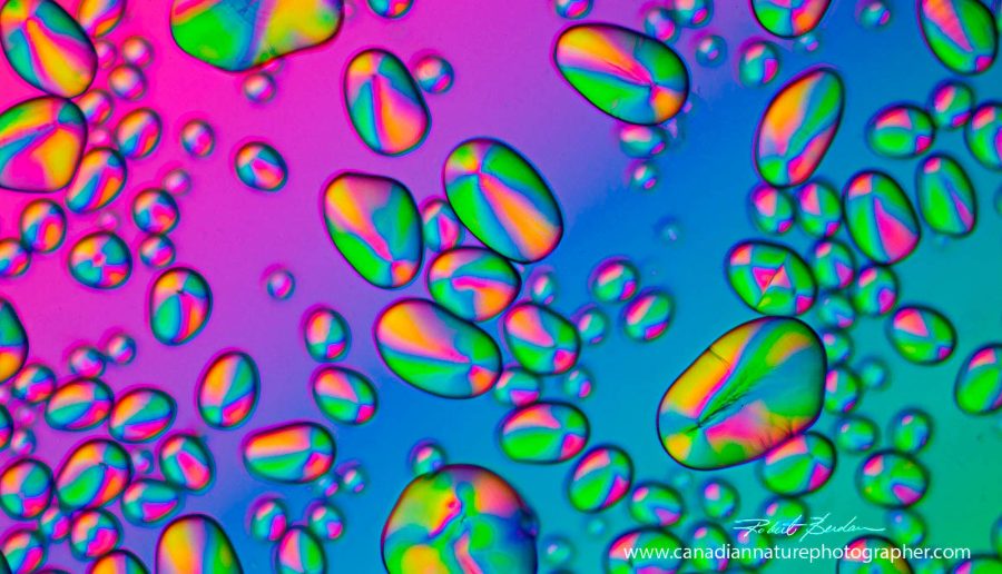 potato starch photomicrography