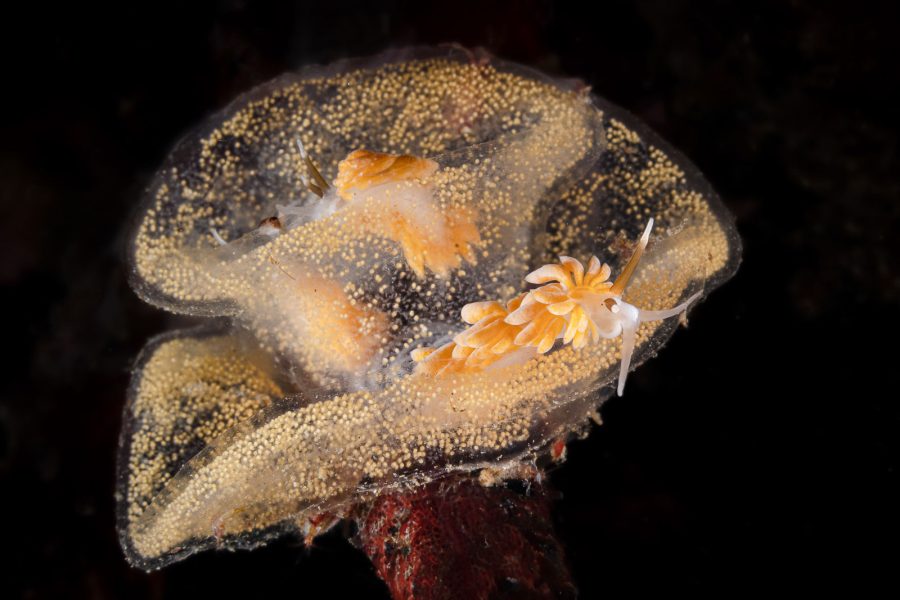 sea slug underwater photography Scotland