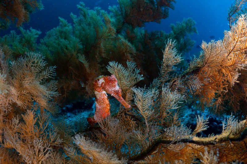 sea horse Lucas bustamante photography
