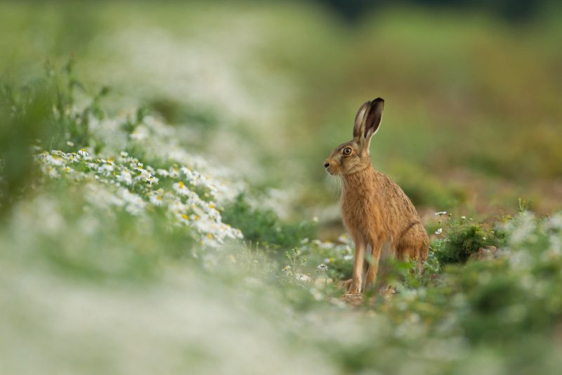 how to photograph hare