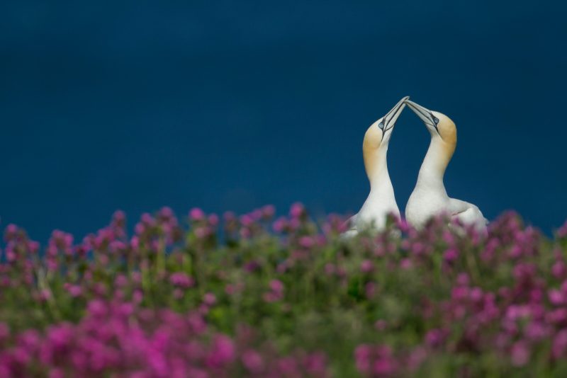 gannet photography