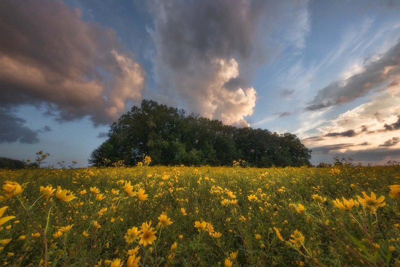 Alabama photography wildflowers