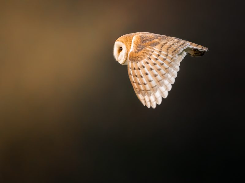 owl in flight bird photography Qasim syed