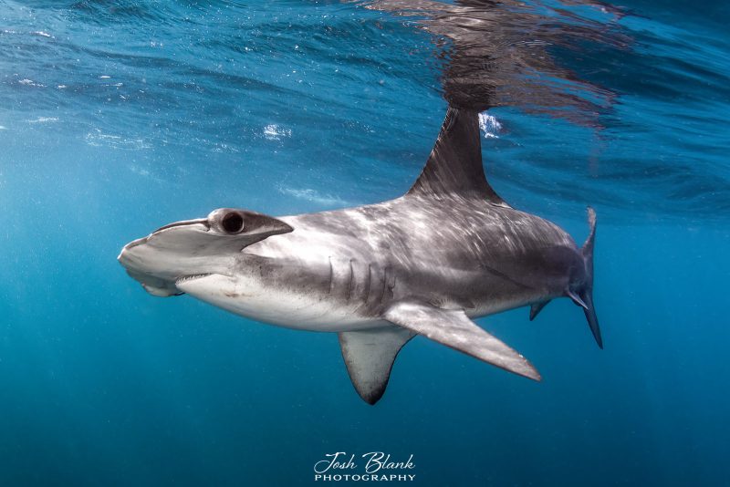 hammerhead shark photo