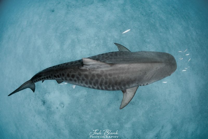 tiger shark underwater photography