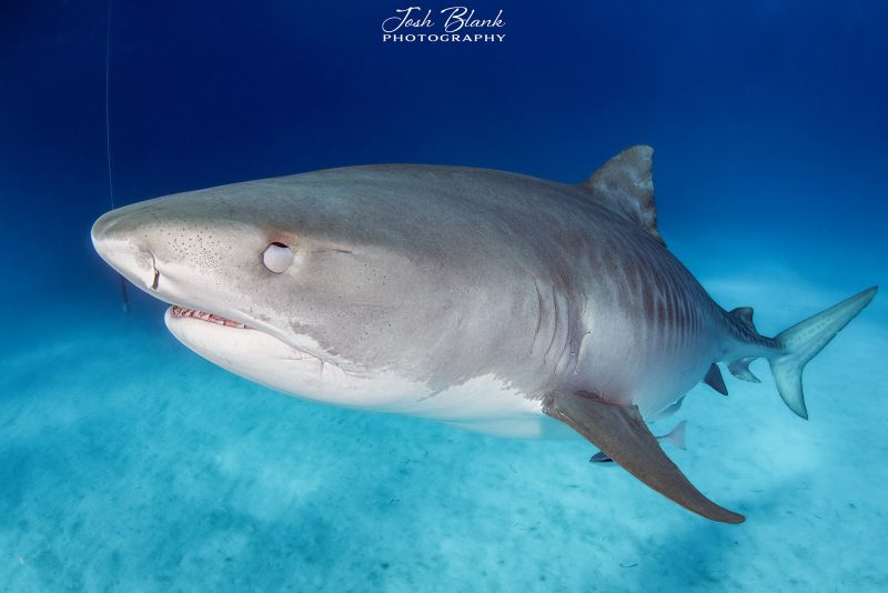 bahama marine megafauna