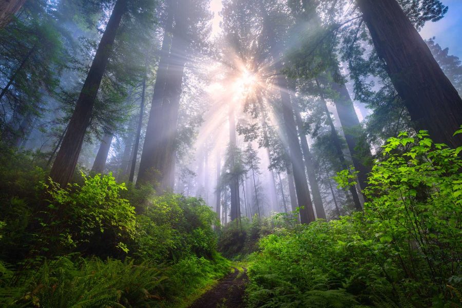 sun star forest photography