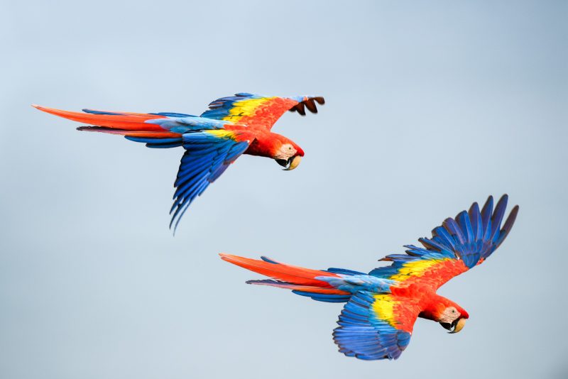 macaws rainforest bird photography tips