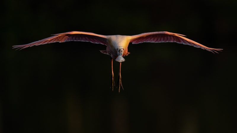 bird in flight photography tips