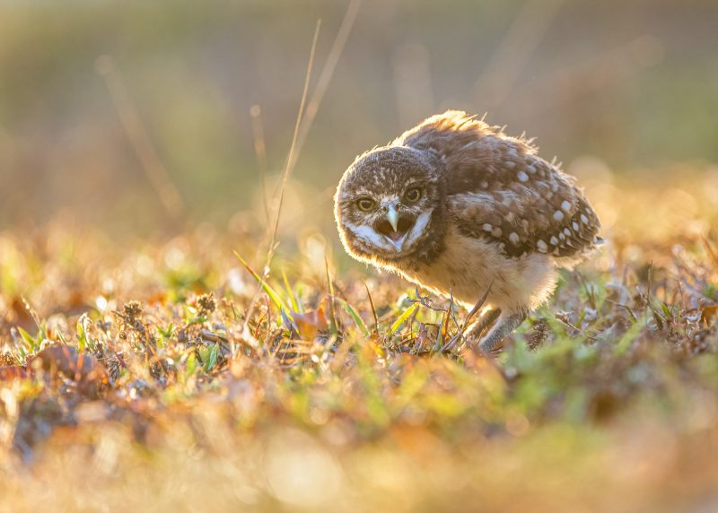 how to photograph owlets