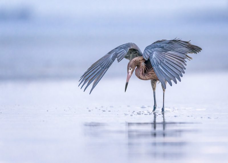 how to photograph bird behavior