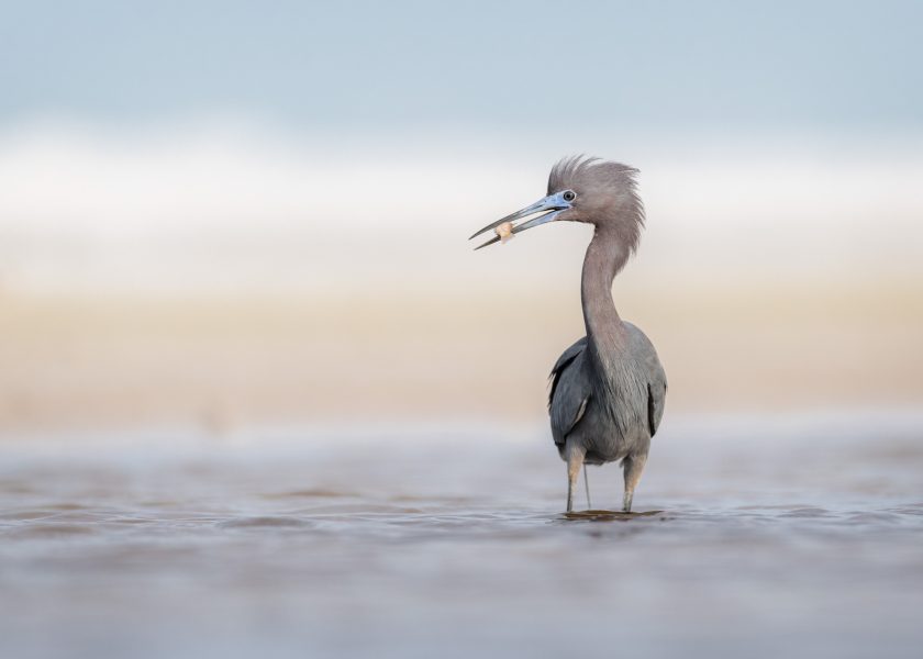 7 Ways to Capture Character in Bird Photography - Nature TTL