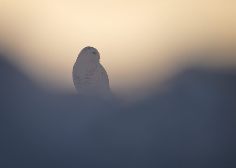 how to photograph birds snowy owl