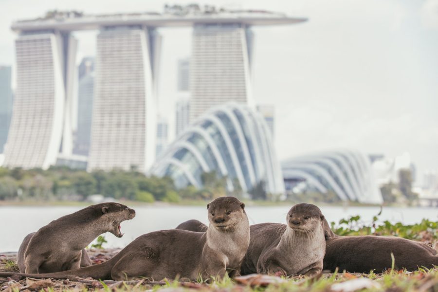 singapore otters